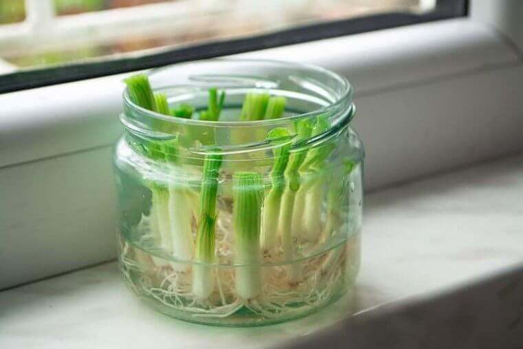 Grow Onions In A Jar