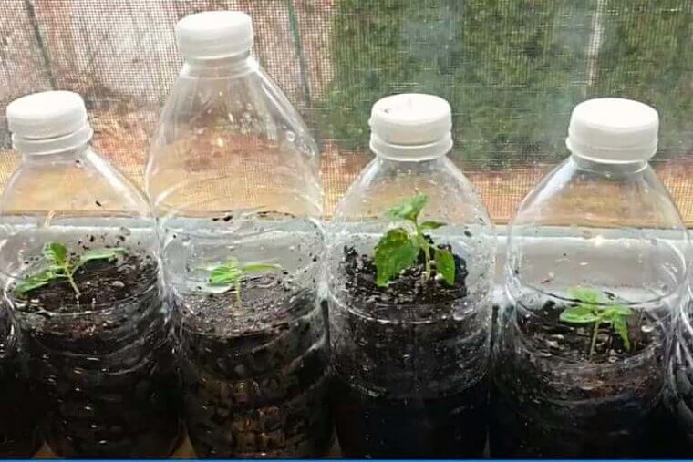Bottle Greenhouses