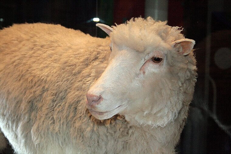 Inspired The Name Of A Famous Cloned Animal