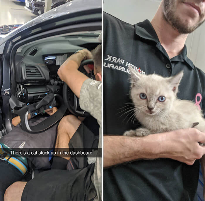 Can You Guess What They Named This Kitty?