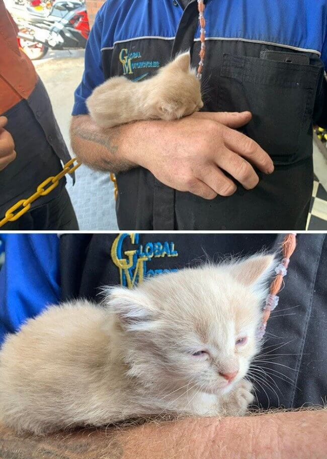 Who Doesn't Love Kittens?