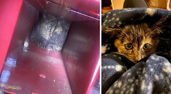 Poor Kitty Got A Home