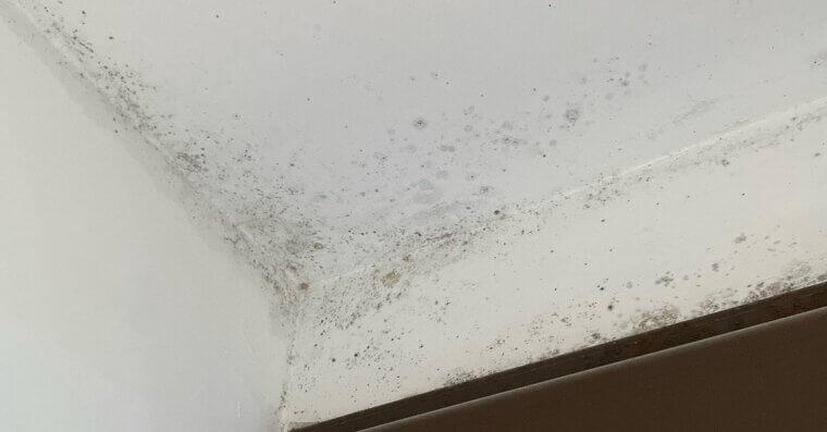 Painting Over Mold or Water Damage