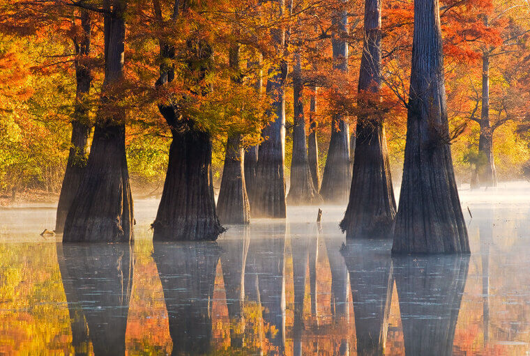 Arkansas: Limited Professional Infrastructure and Higher Education Gaps