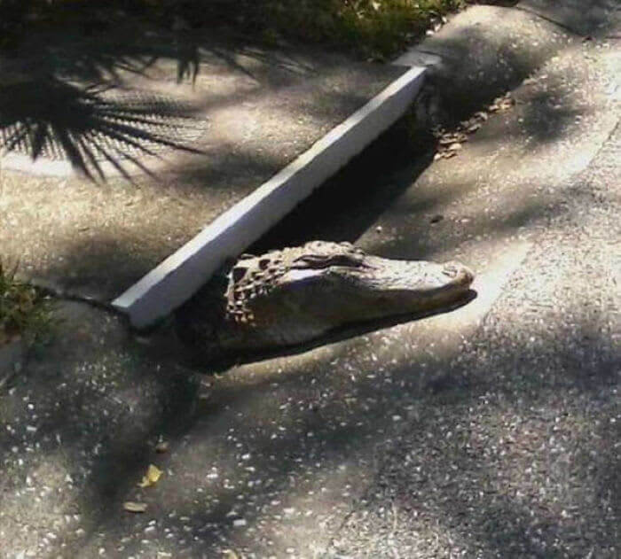Meanwhile in Florida