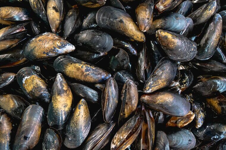 Mussels or Clams at Non-Seafood Spots