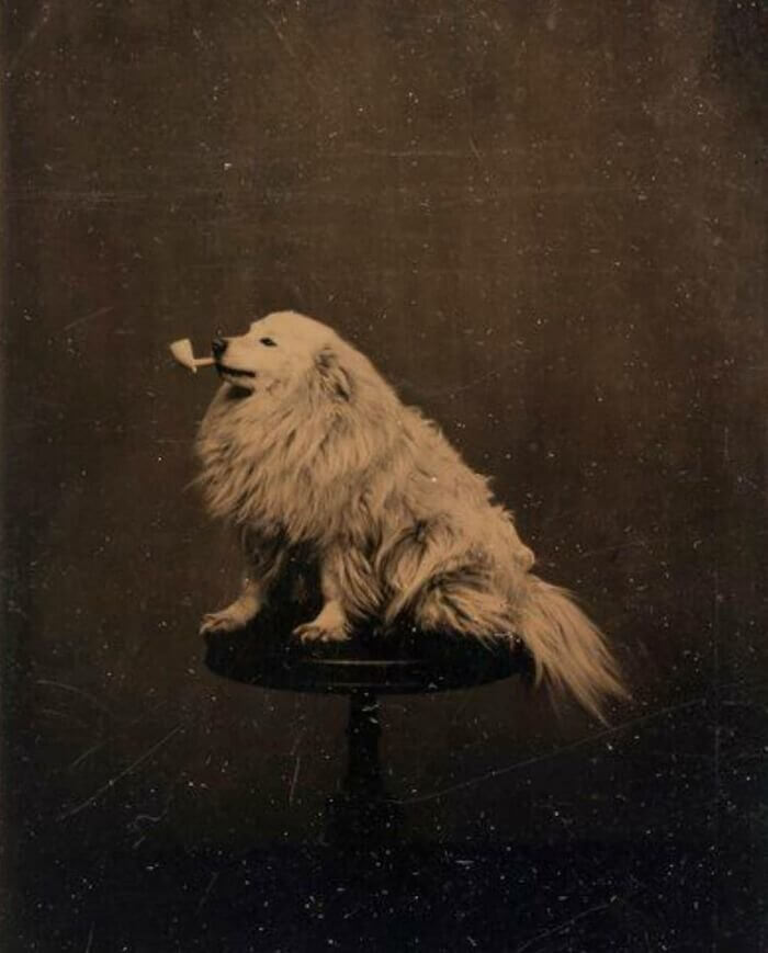 Retratos de cachorrinhos do século XIX