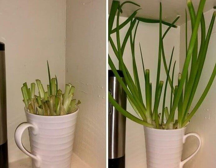 Você não precisa de um jardim para cultivar sua própria cebola e cebolinha