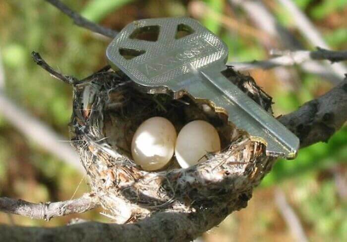 Huevos y nido de colibrí