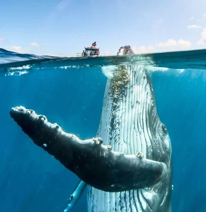 ¡Hola, ballena!