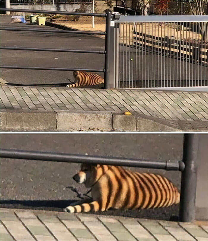 Someone Probably Had A Heart Attack Walking Past This Dog