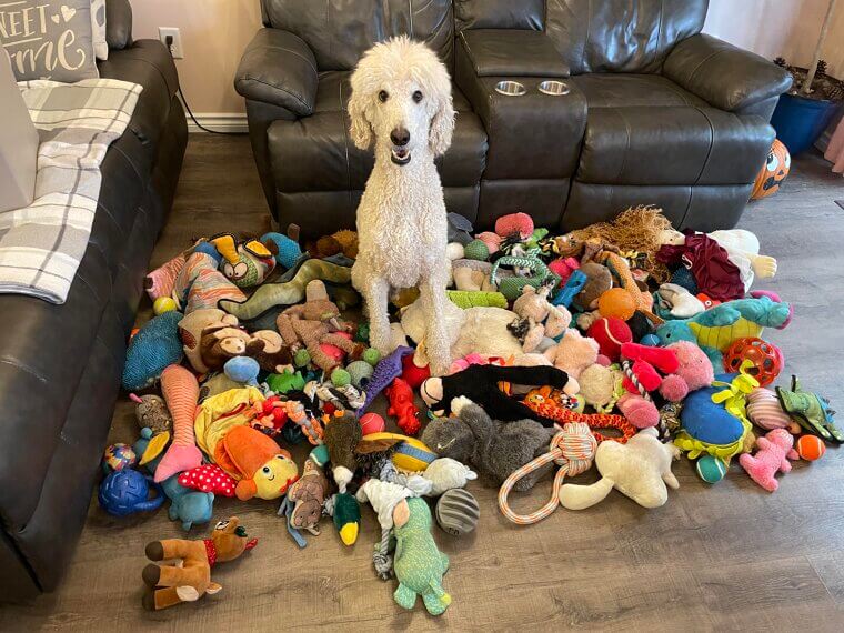 Too Many Pet Toys Waste Money