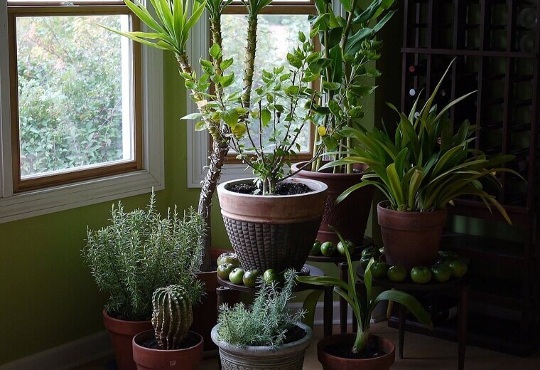 The Fern and Macramé Jungle