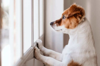 How To Care For A Dog When You Work Full-Time