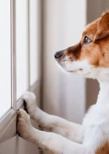 How To Care For A Dog When You Work Full-Time