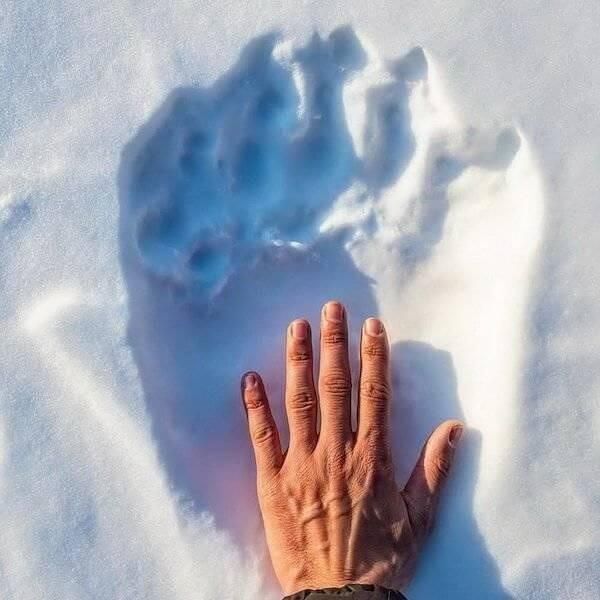 Human Hand Compared To Polar Bear Claw