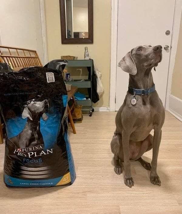 This Doggo Looks Exactly Like His Food Bag