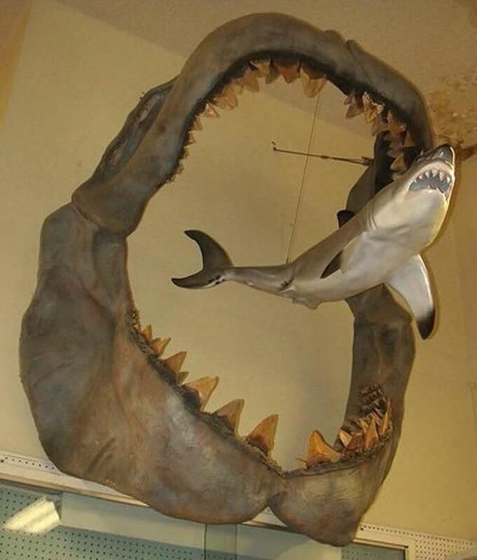 A Megalodon Compared To A Great White