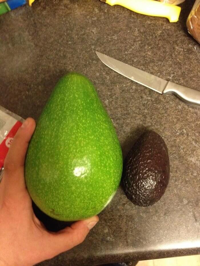 A Cuban Avocado Versus A Hass Avocado
