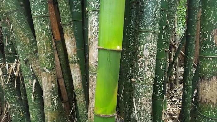 Look At This Pristine Piece Of Untouched Bamboo