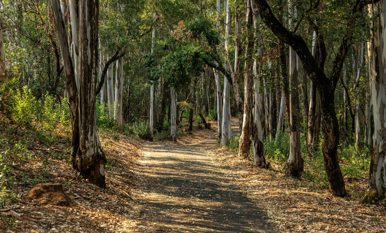 Kosciuszko National Park And Prabhdeep Srawn
