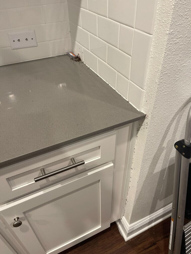 Deter Ants from Countertops