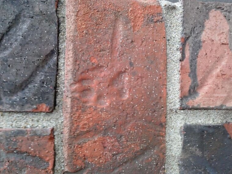 Paw Print On the Bricks Of The Walkway