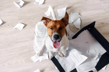 5 Ways To Train Your Disobedient Dog