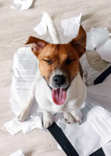 5 Ways To Train Your Disobedient Dog