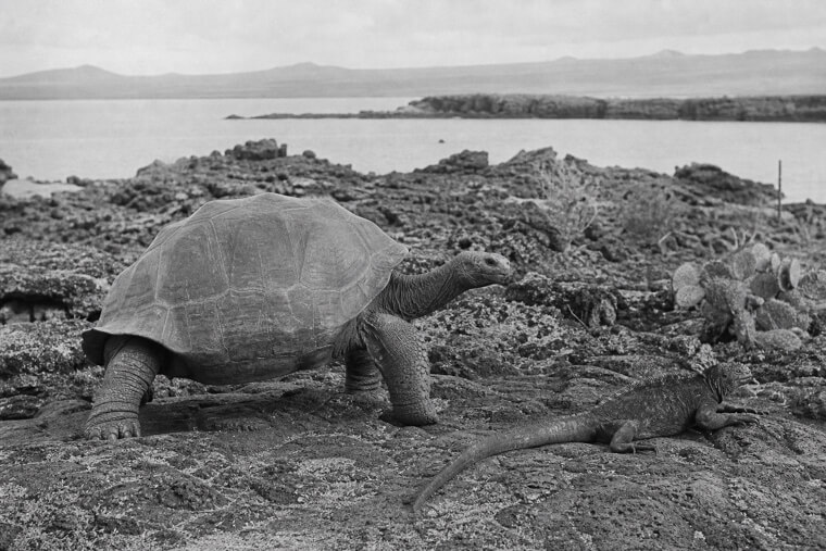 The Galápagos Islands, Truly Untouched