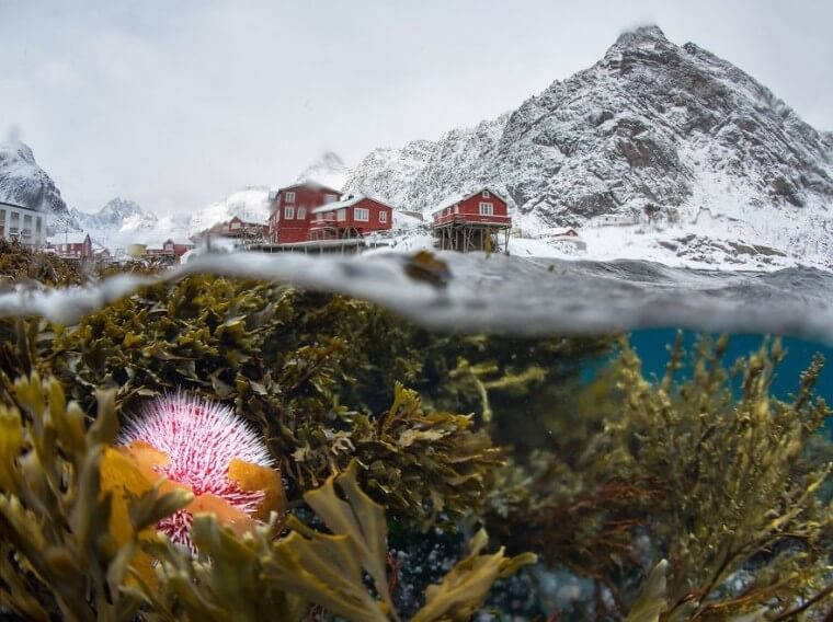 Vue sous-marine des Lofoten d'hiver (Prix remarquable dans la catégorie beauté de la nature)