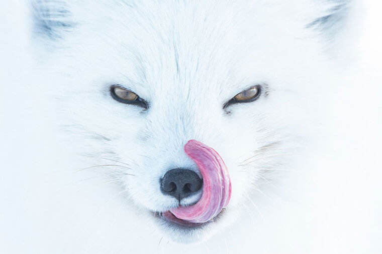 Renard arctique, États-Unis (catégorie Animaux dans leur environnement : troisième place)