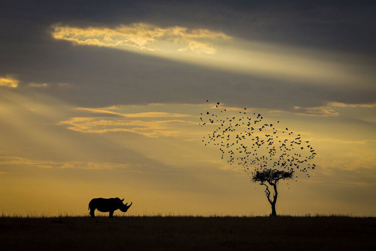 Silhouette de rhinocéros, Kenya (Mention honorable dans la catégorie Animaux dans leur environnement)