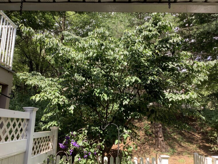 Plant Shade Trees Strategically