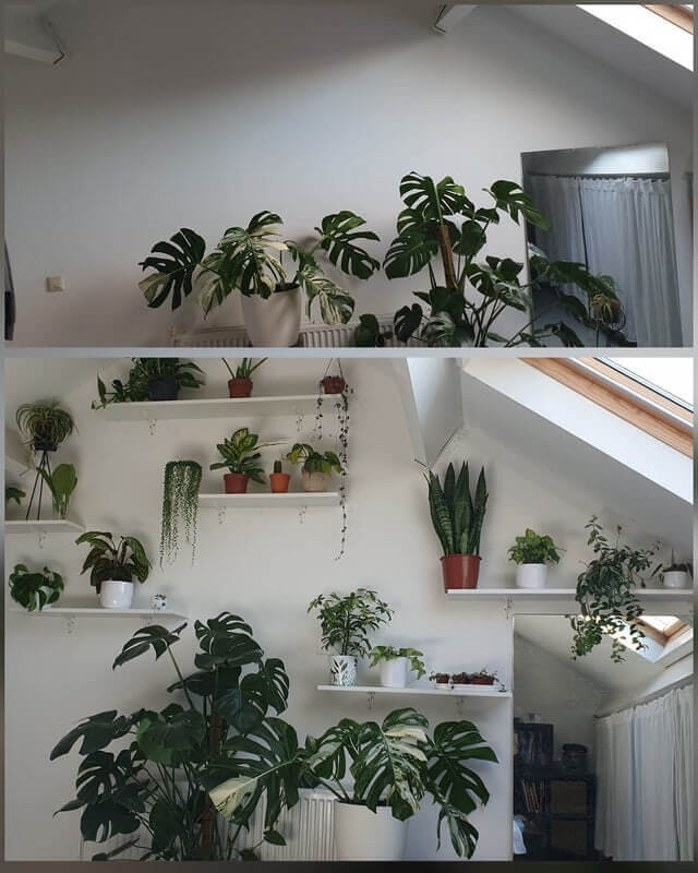 House Plants