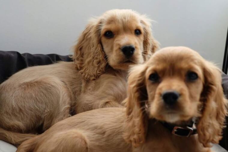 Five Month Old Honey Saves His Owner’s Life