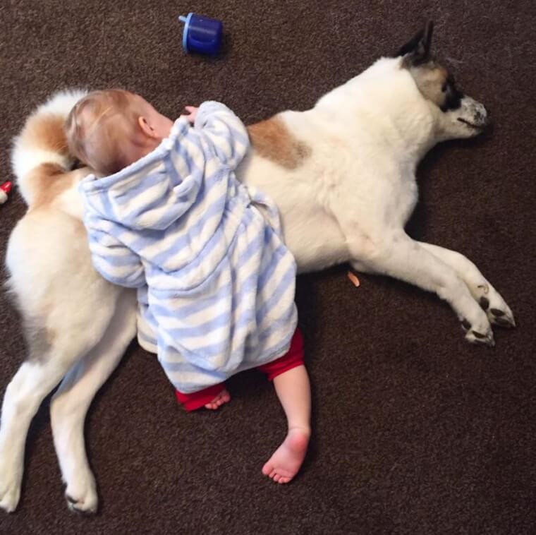 Keola Insisting on Taking Nap with Lincoln