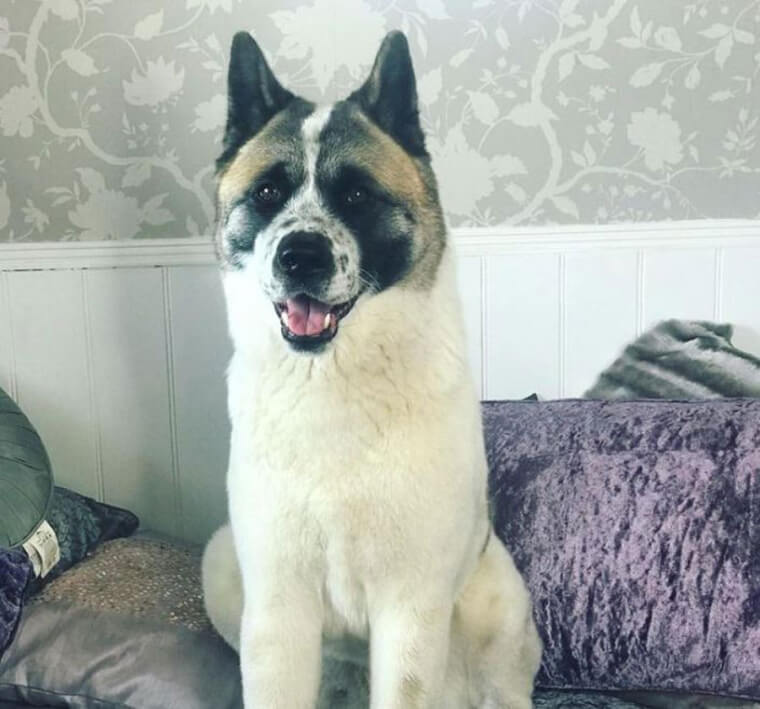 Can Dogs Also Sense Pregnancy?