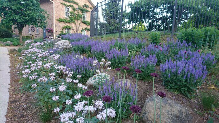 Trim Perennials