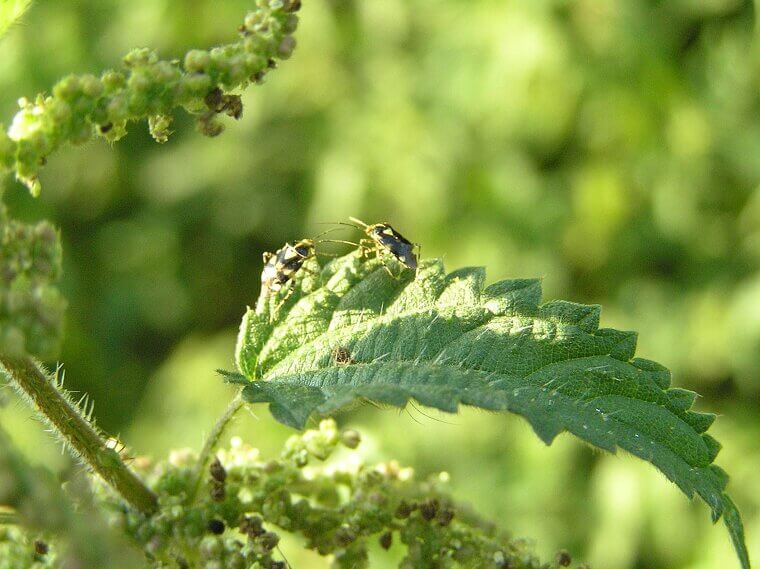 Check For Bugs