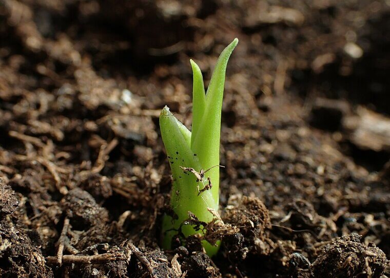 Transplant Seedlings
