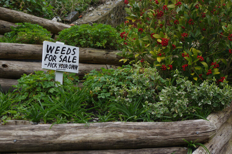 Weed, Weed, Weed