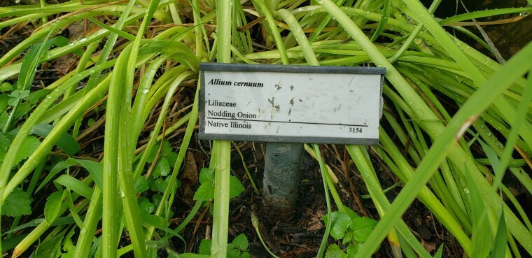 Label Your Plants