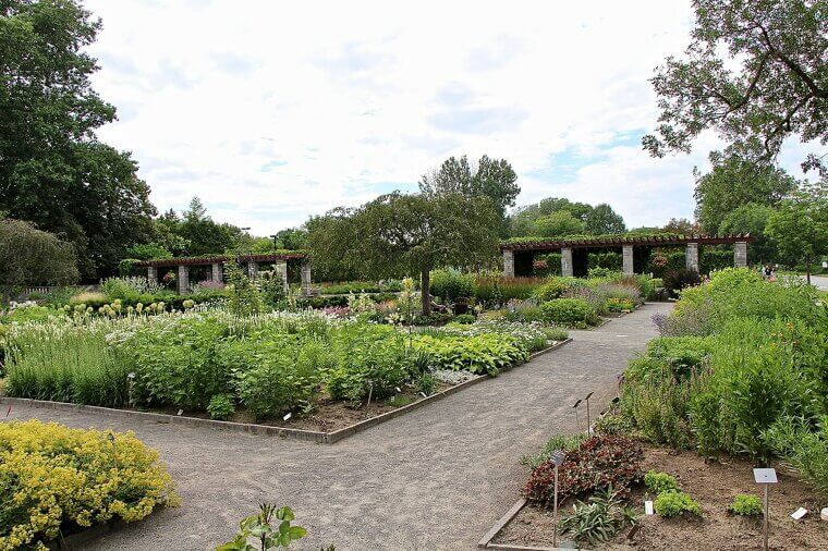 Divide Perennials