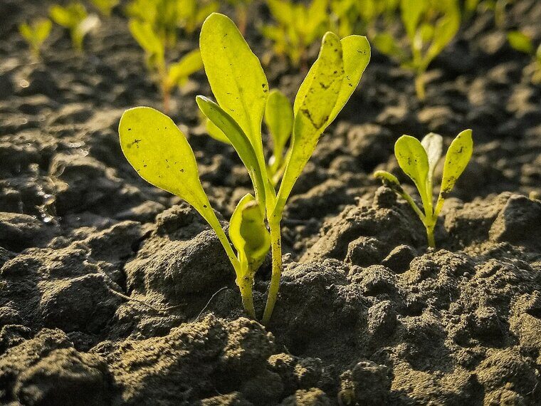 Plant Winter Crops