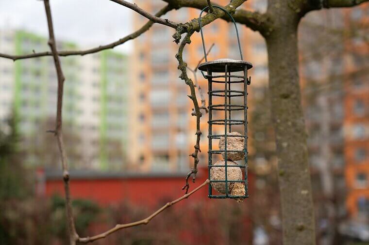 Clean Bird Feeders