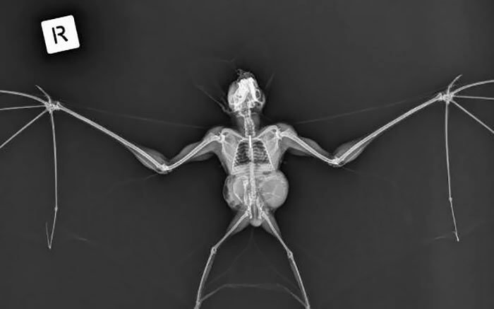 A Ghost Bat Underneath An X-Ray