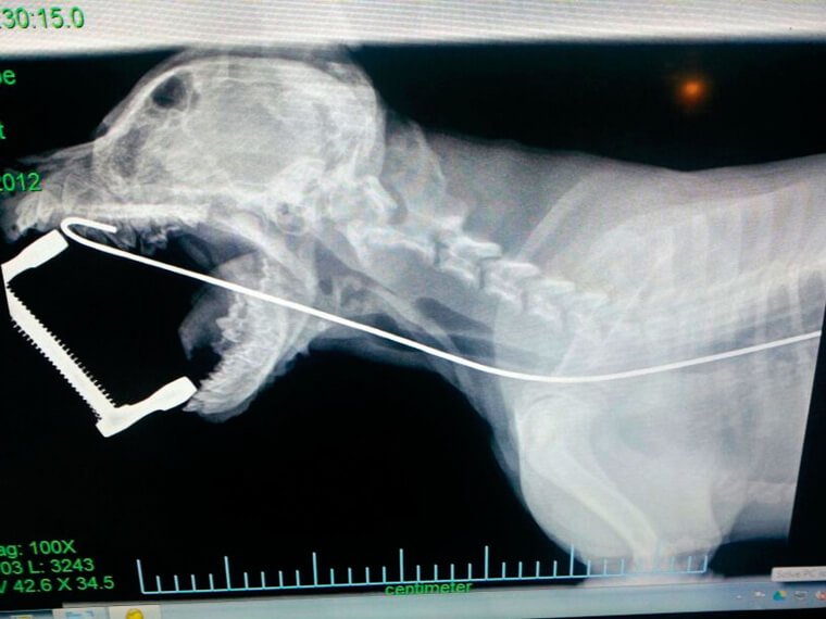 Somehow, This Dog Ingested A Metal Pipe