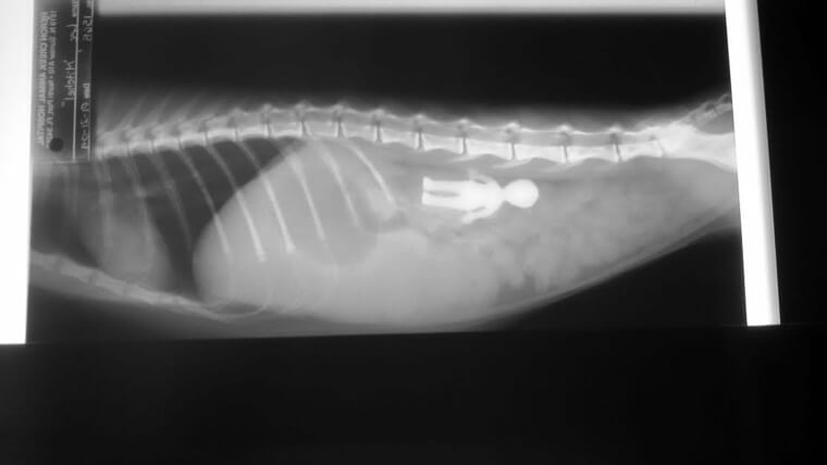 Toy Alien Sent A Cat To The Vet