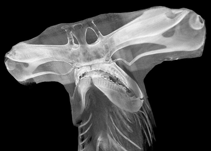 An X-Ray Of A Hammerhead Shark
